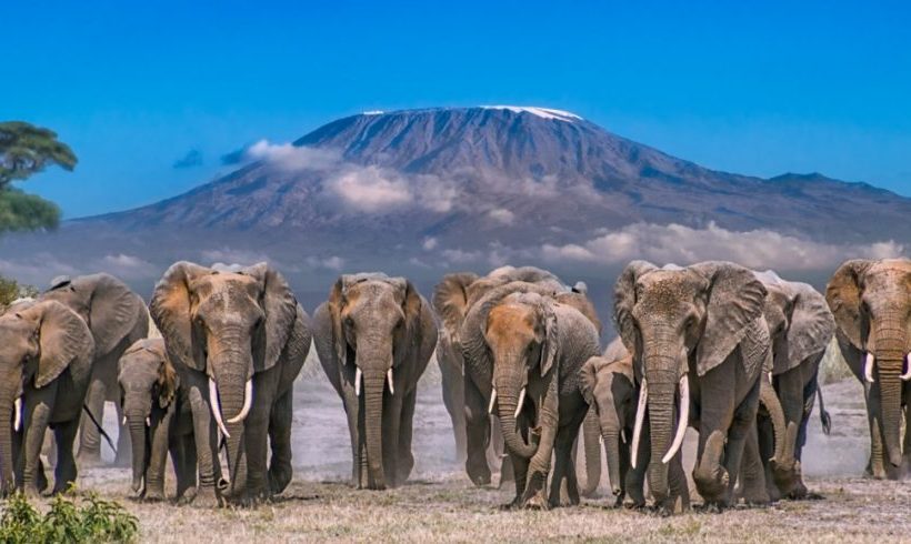 Amboseli Safari